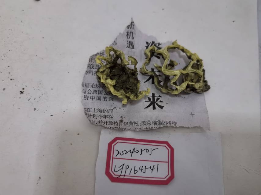 白网球菌