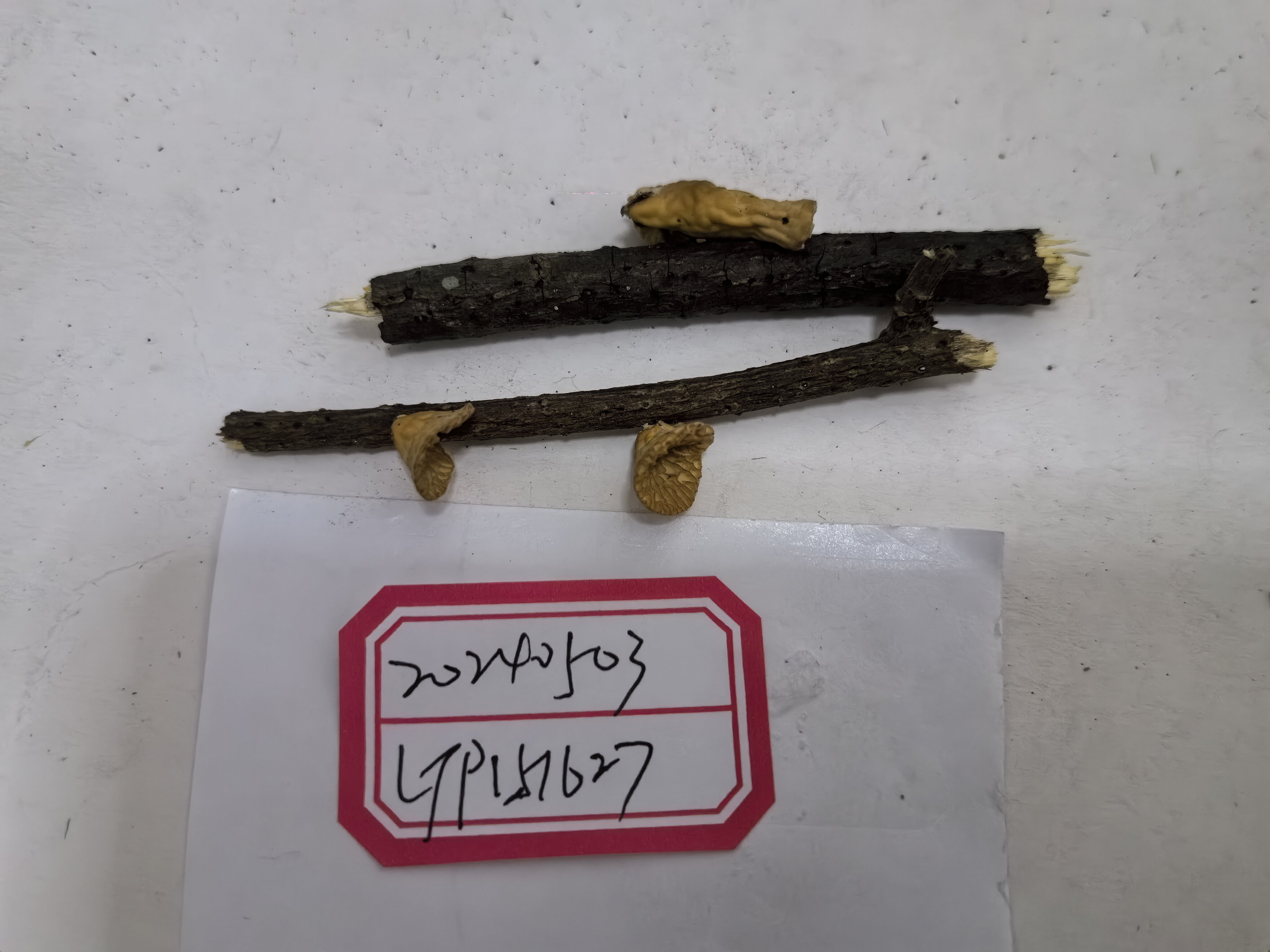 标本图片