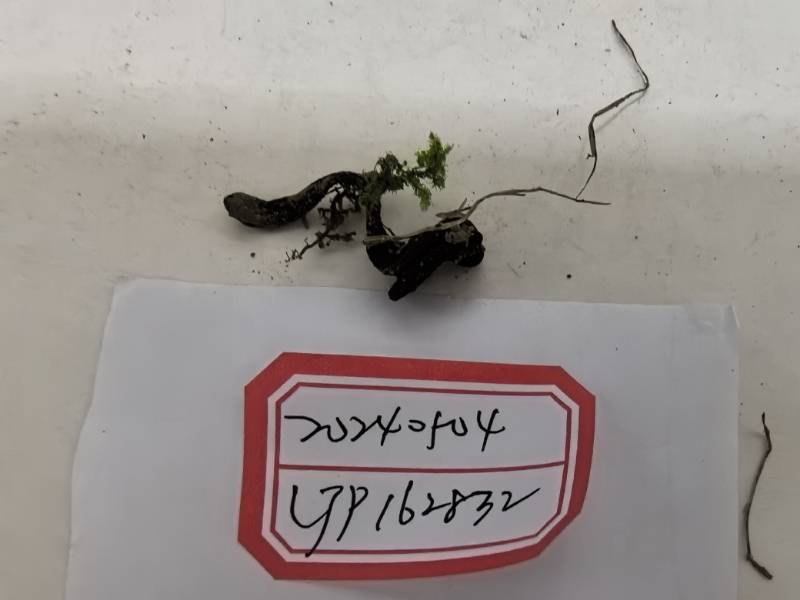 粘地舌菌