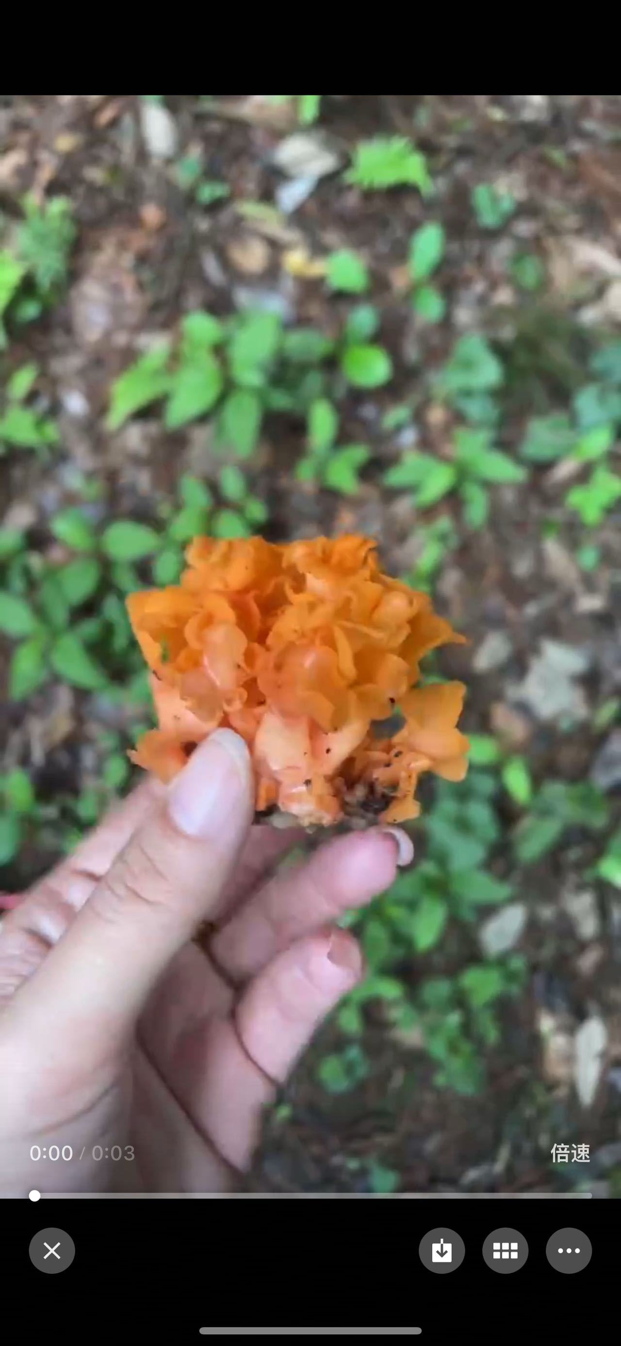 假花耳属一种