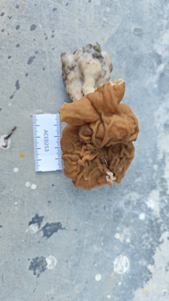鹿花菌