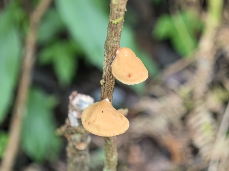 Hexagonia cucullata