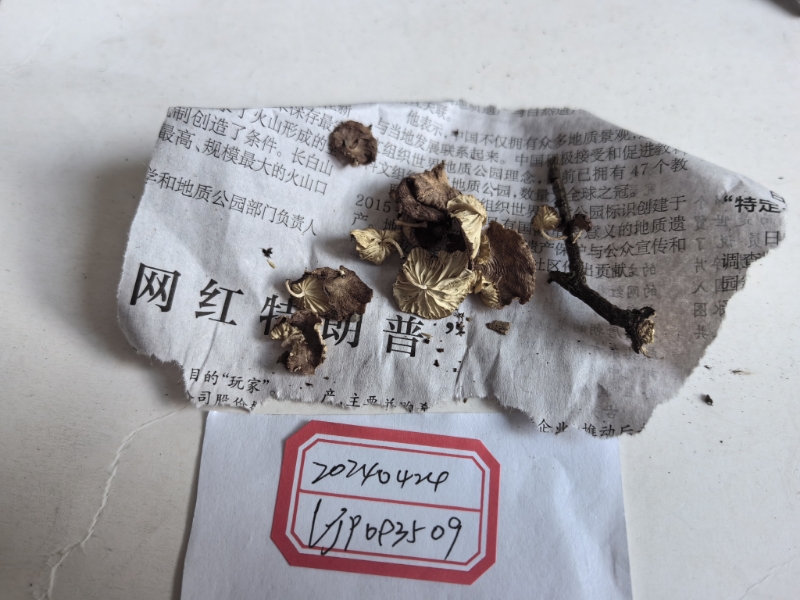 标本图片