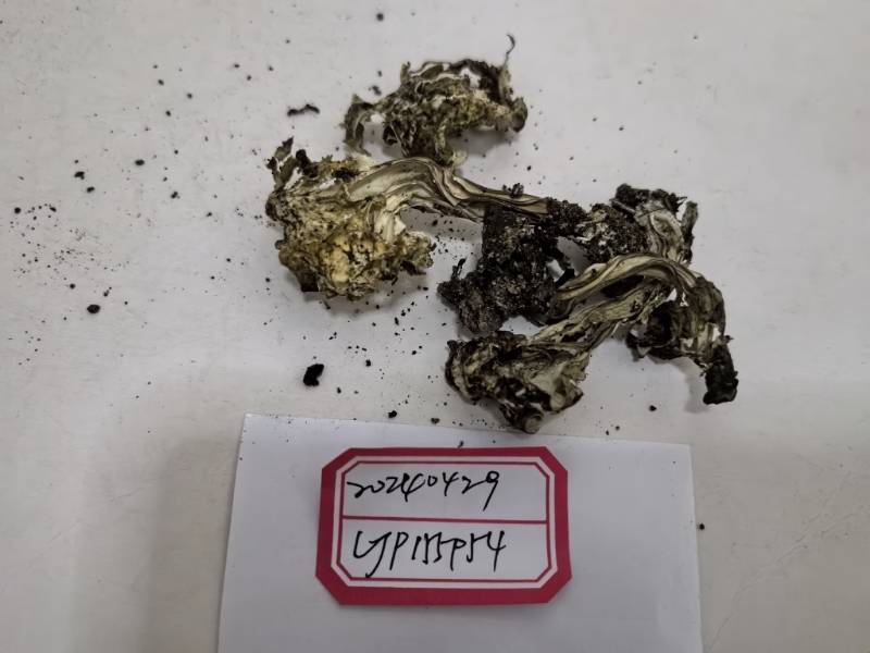 马鞍菌