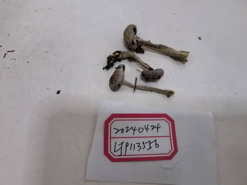 标本图片
