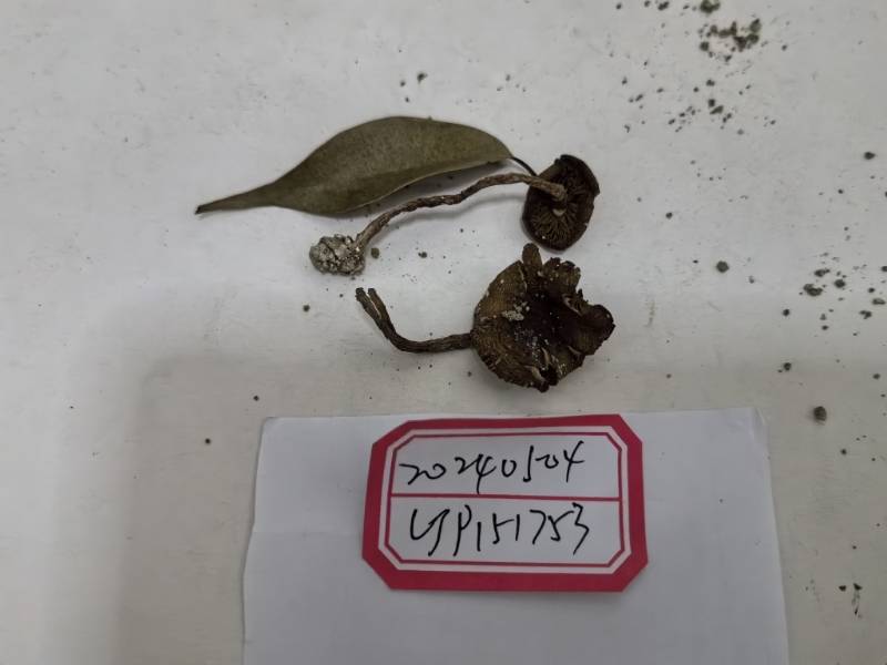 李玉丝膜菌