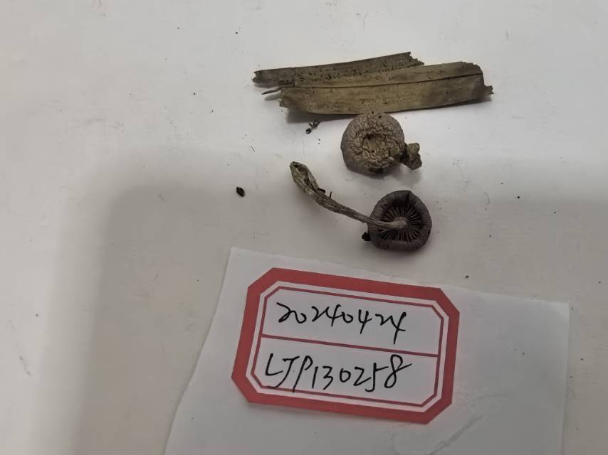 丝膜菌属