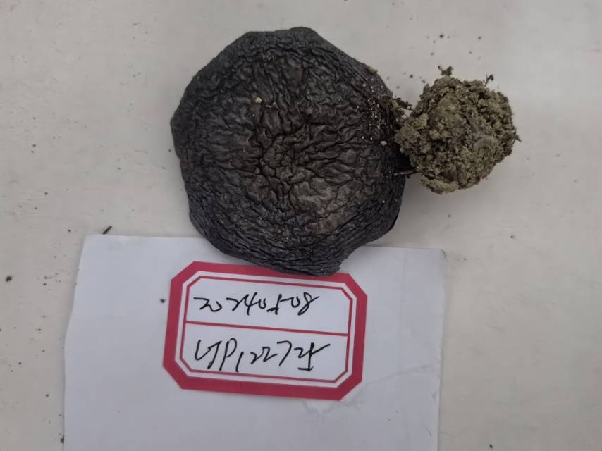 标本图片