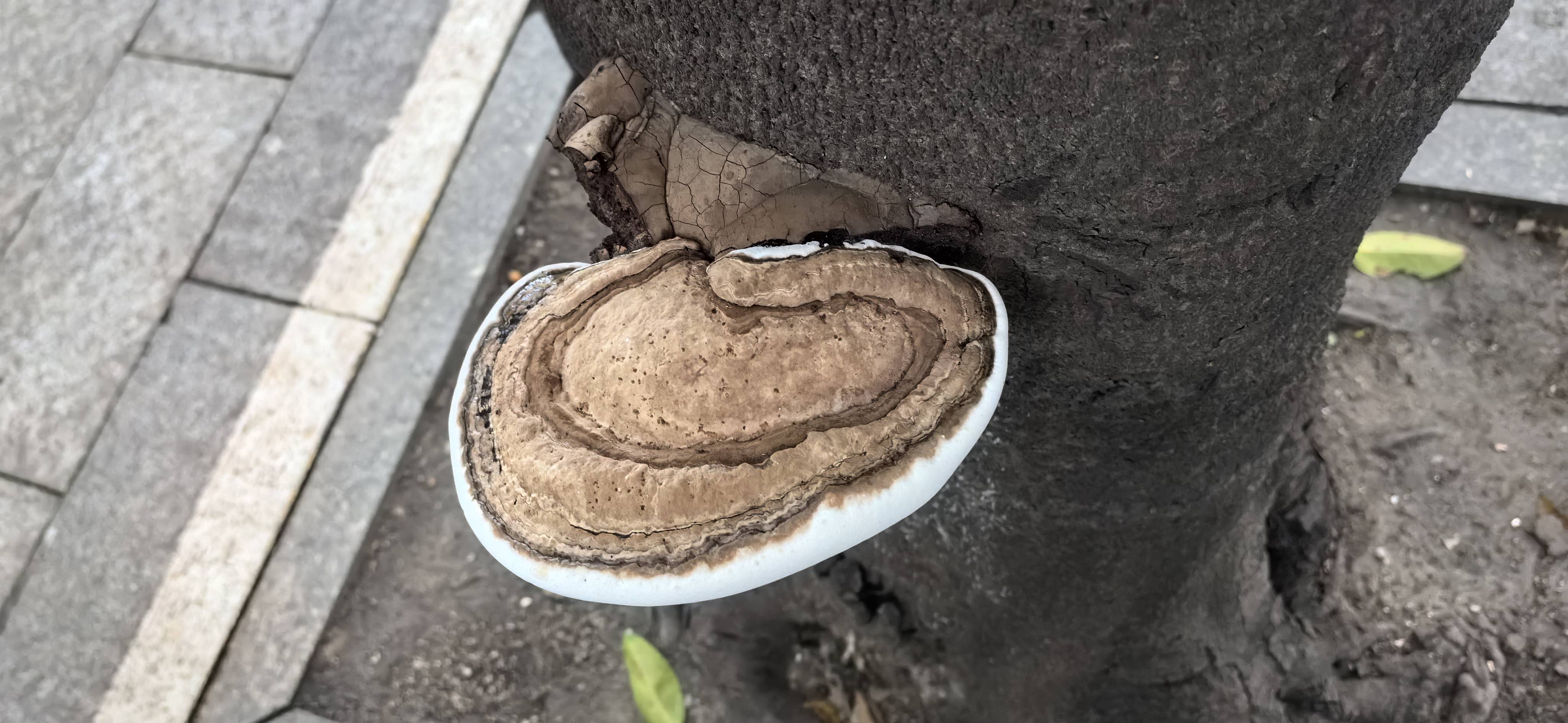 标本图片
