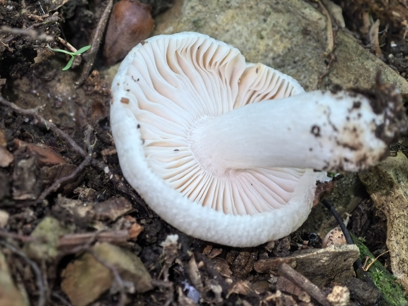 嫩白红菇