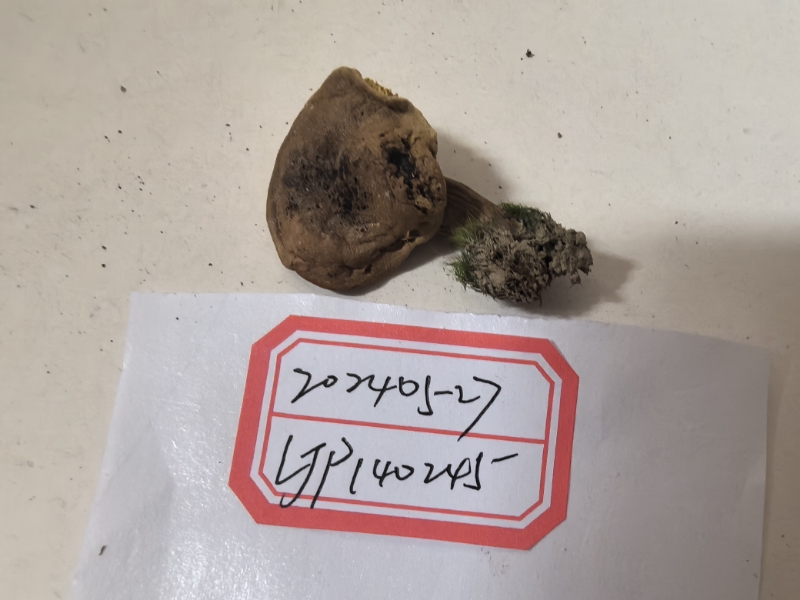 标本图片