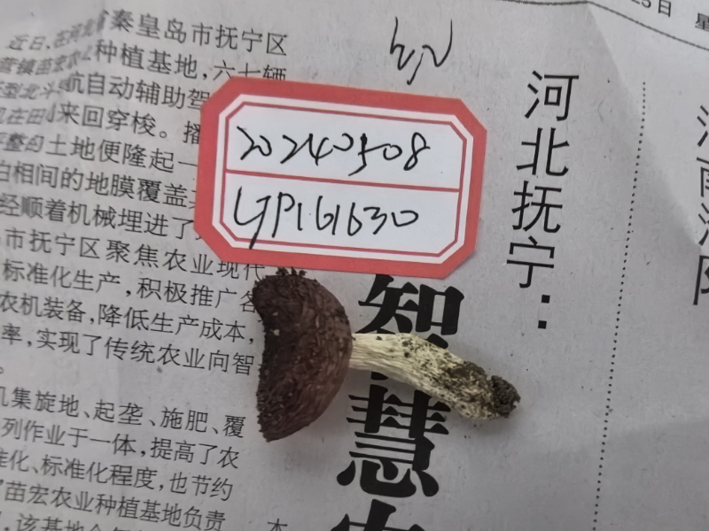 标本图片