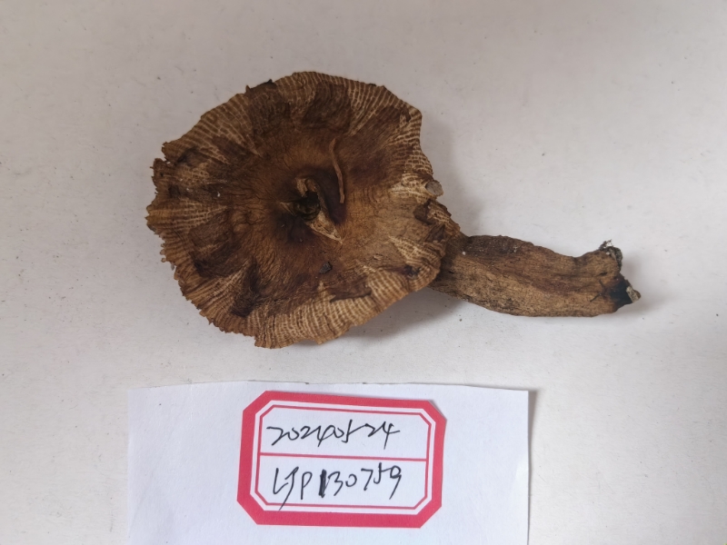 点柄黄红菇