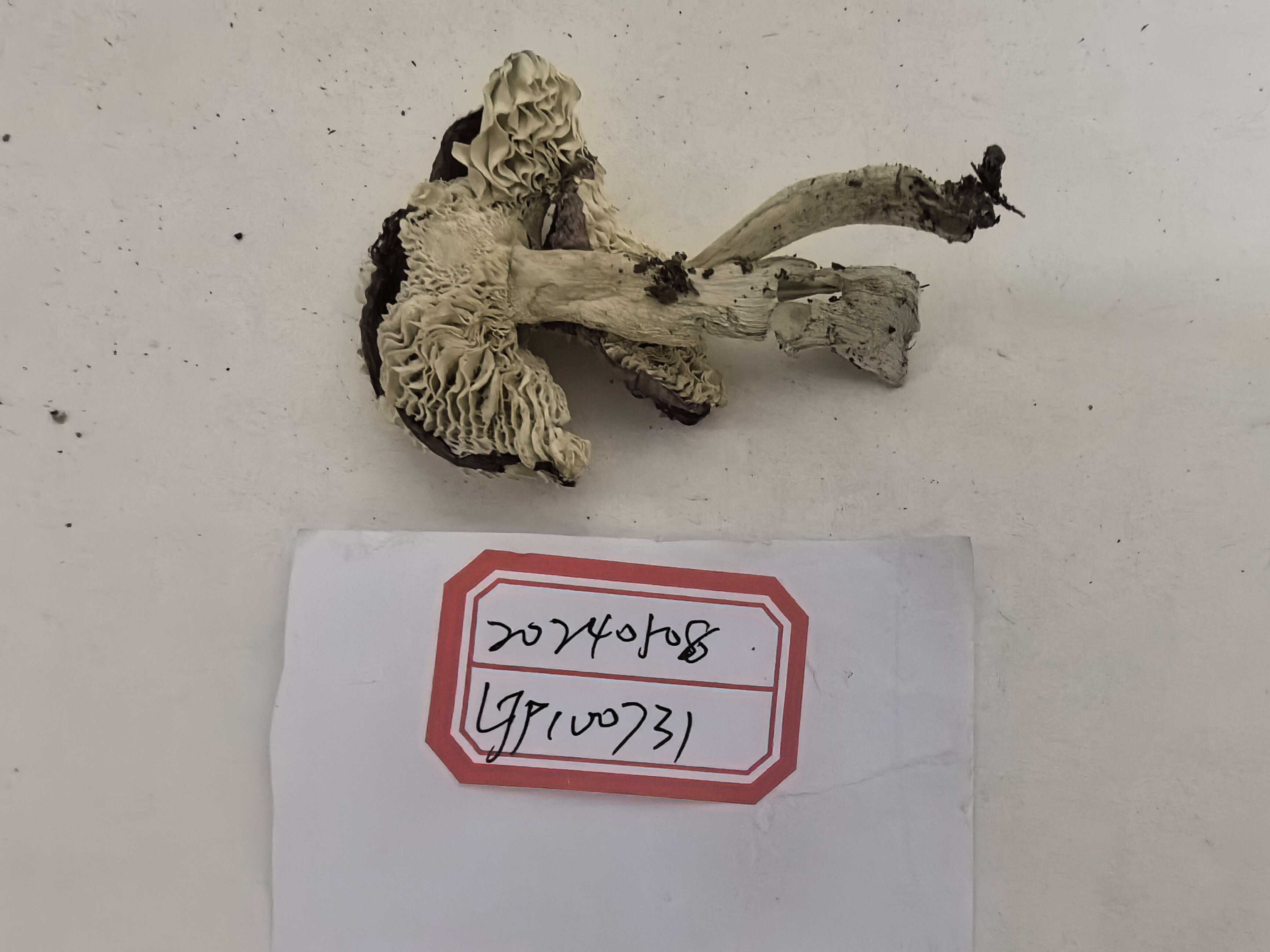 标本图片