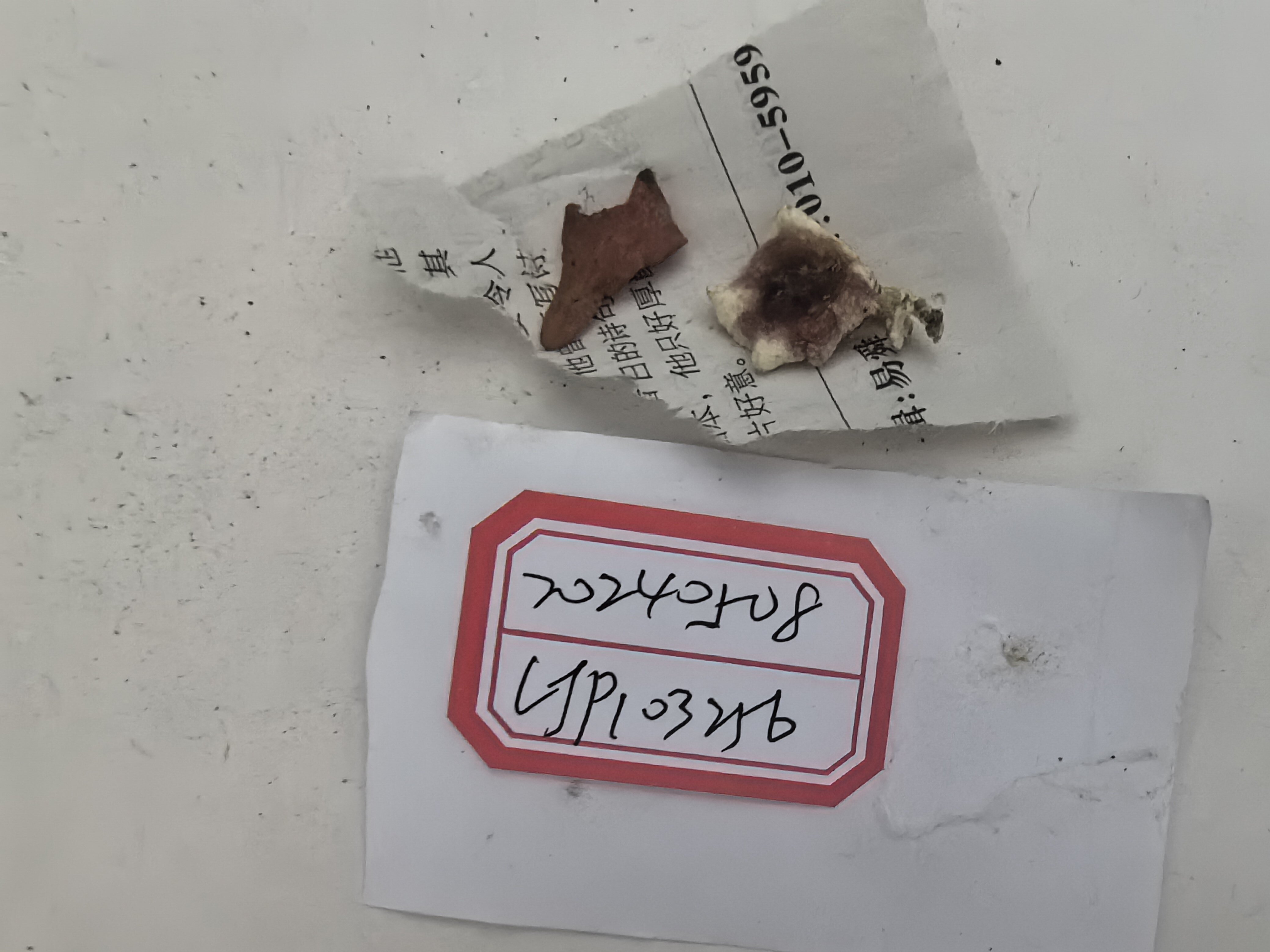 红菇亚属某种