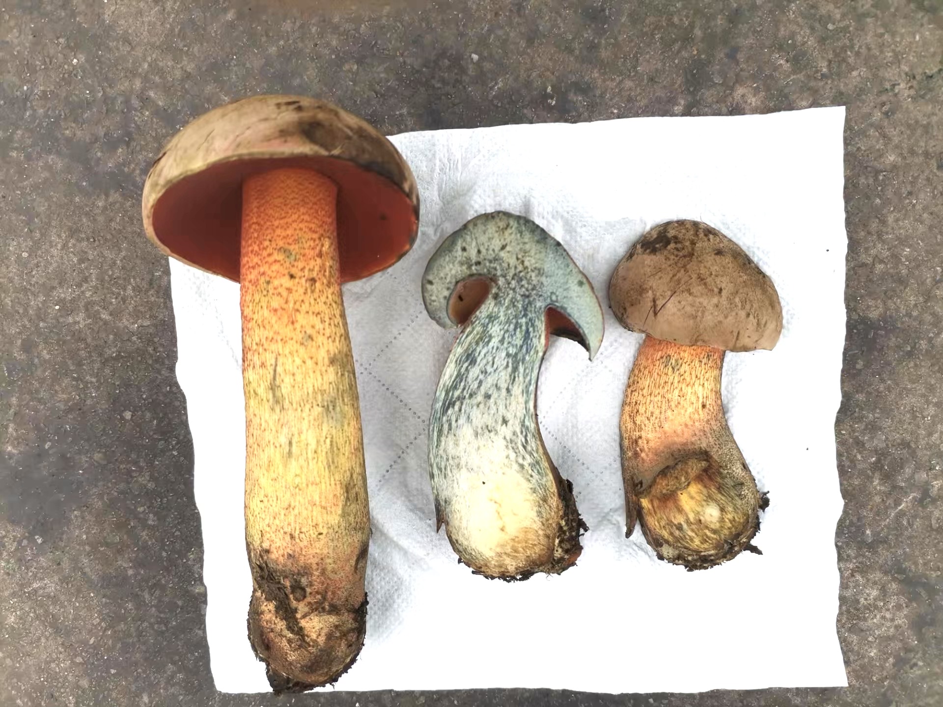 红孔牛肝菌