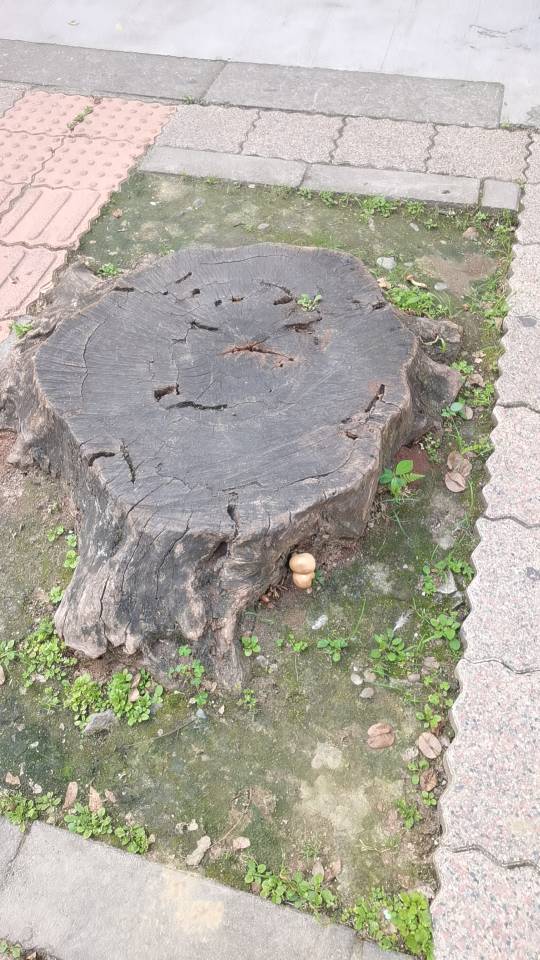 标本图片