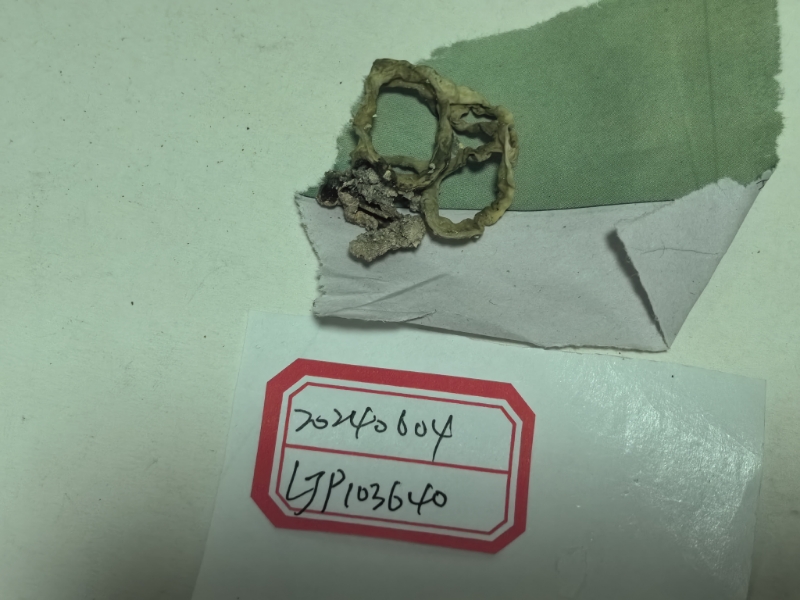白网球菌