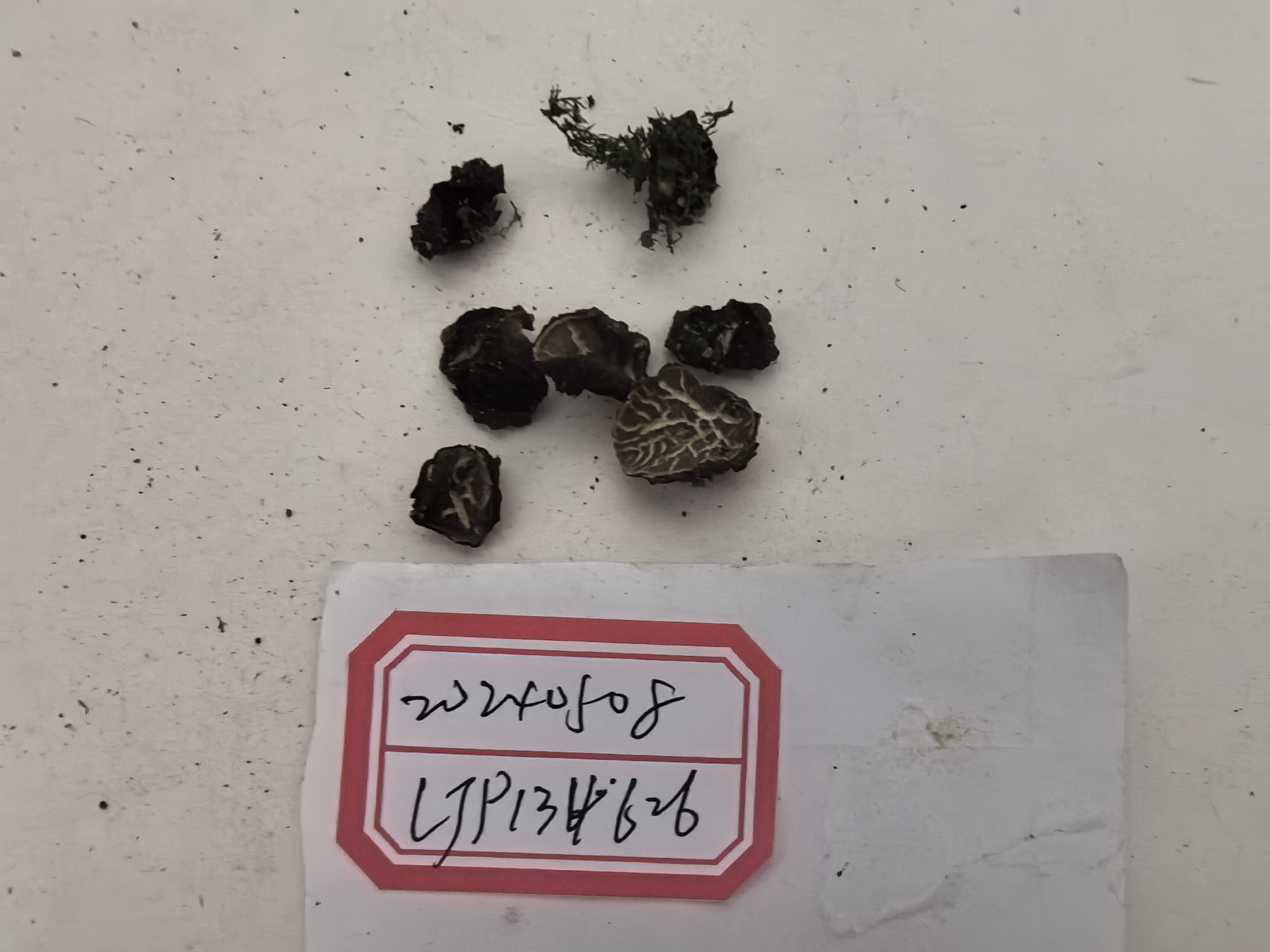 暗盘菌