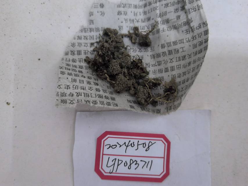盾盘菌