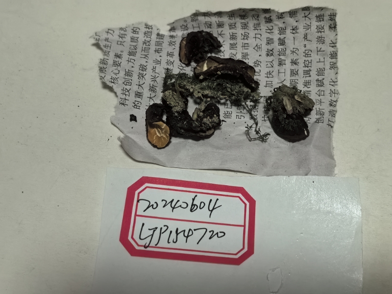 暗盘菌