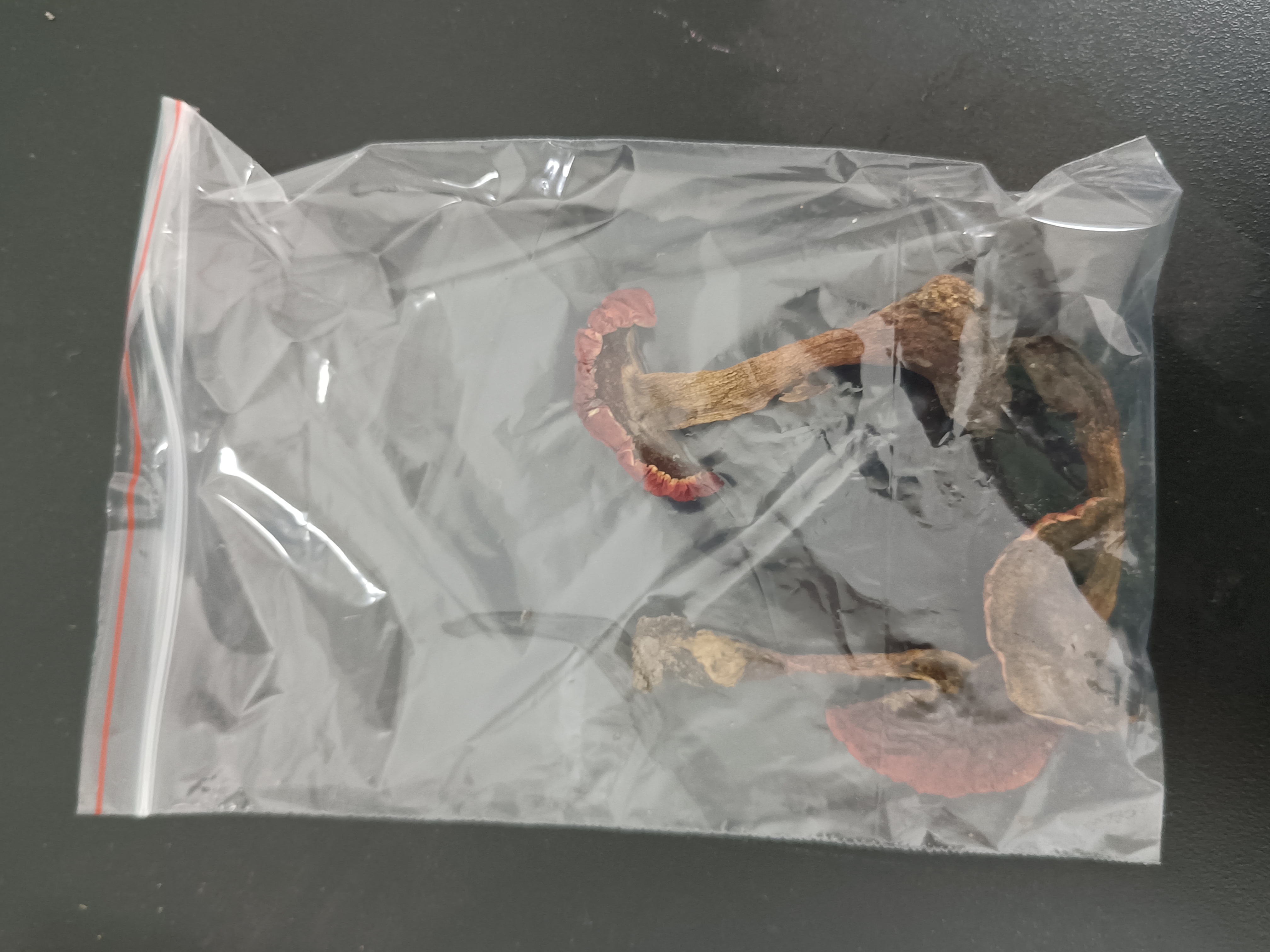 标本图片