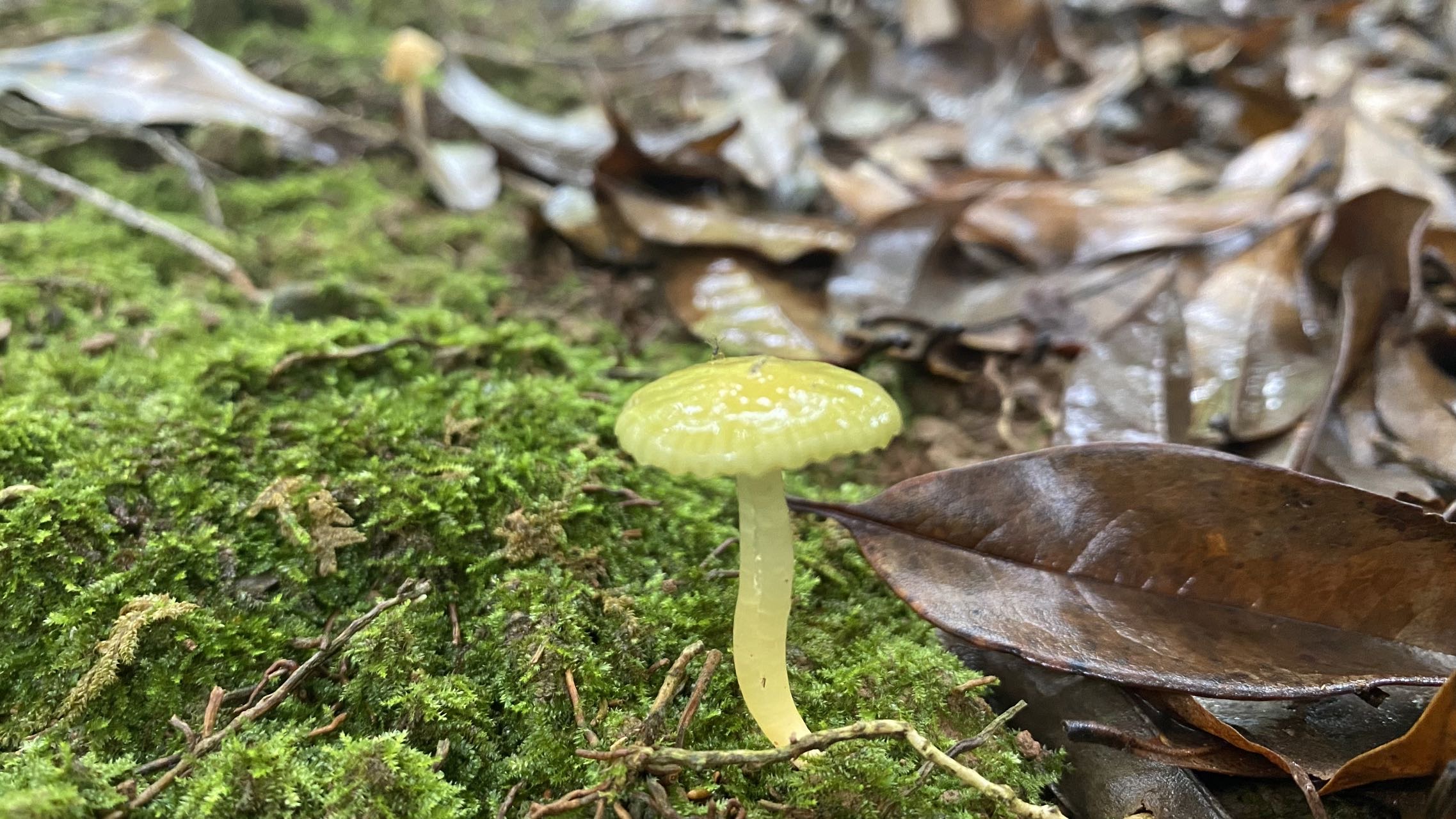 湿皮伞