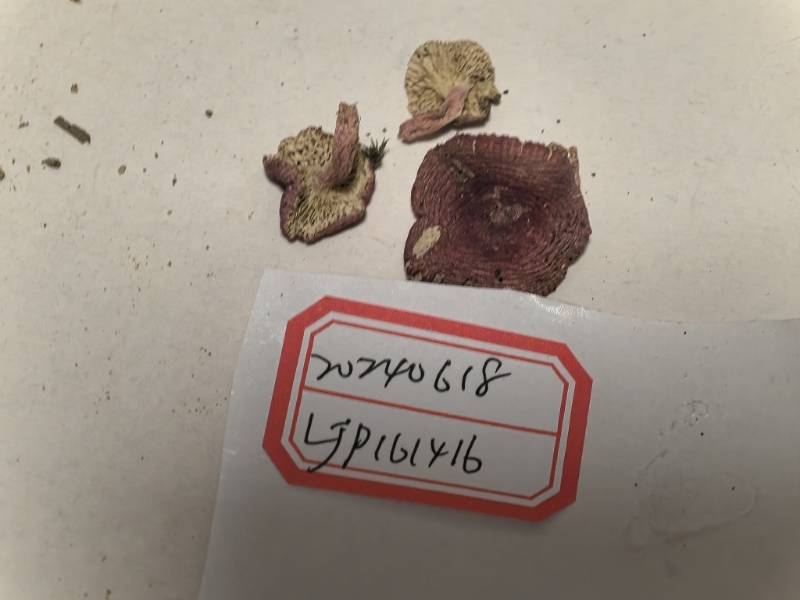 红菇亚属某种
