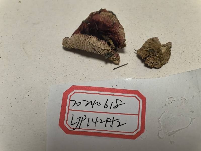 红菇亚属某种