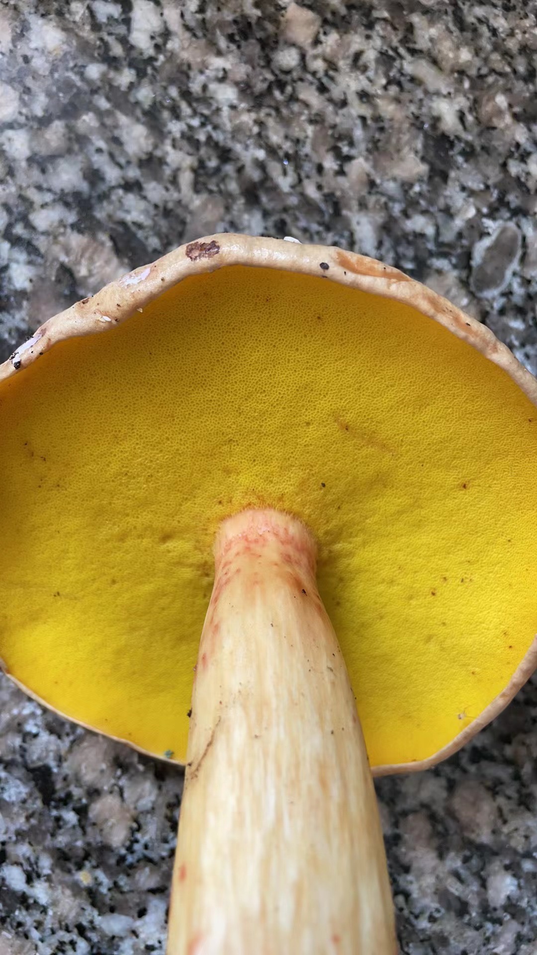 云南金牛肝菌