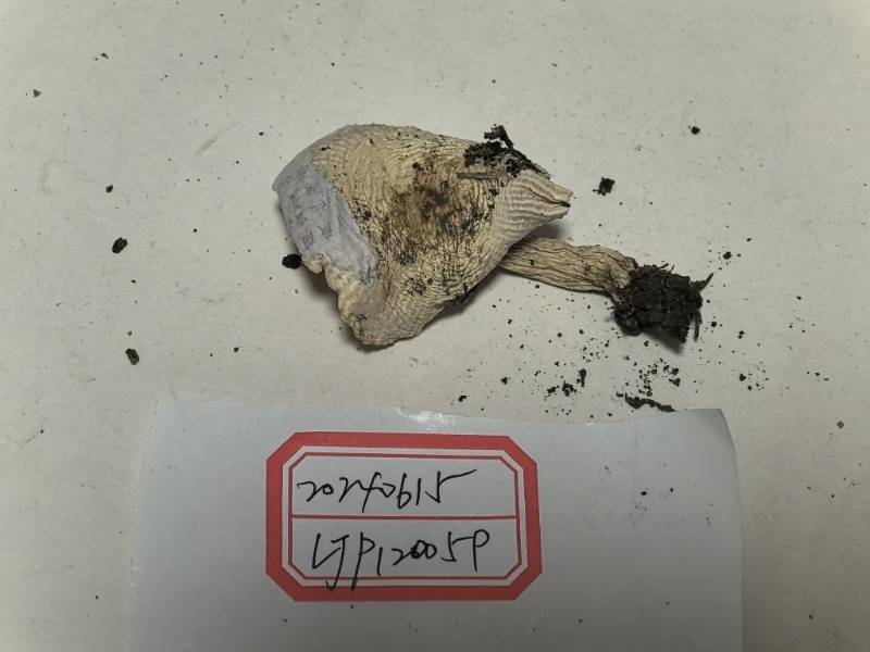 嫩白红菇