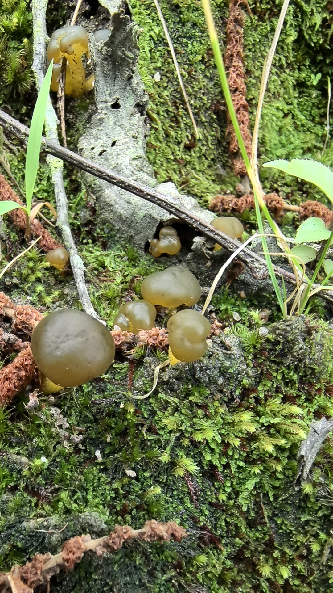 润滑锤舌菌