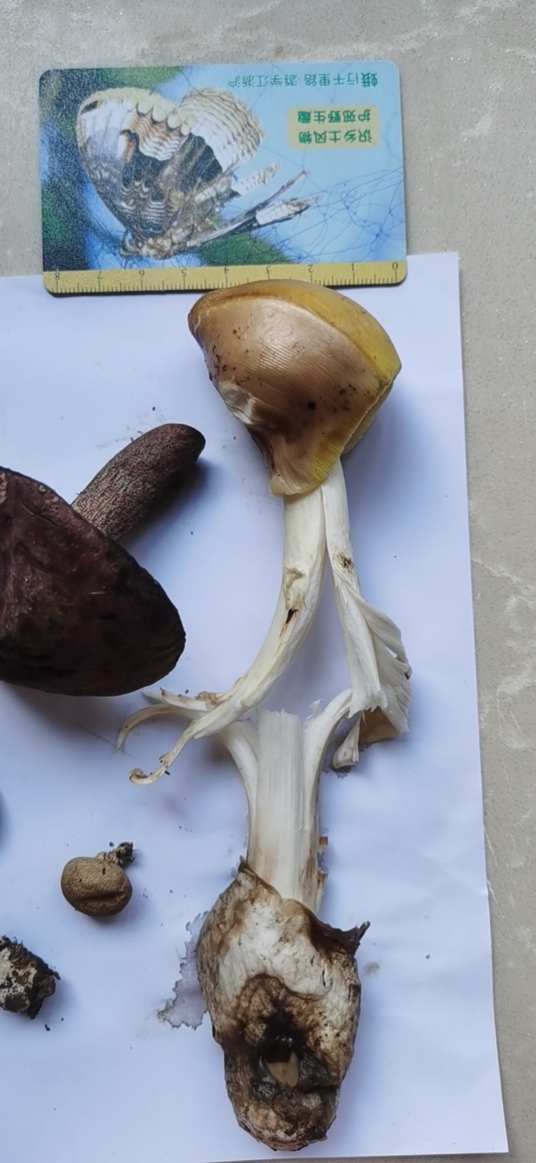 腊味红菇