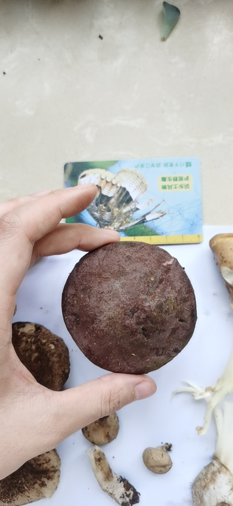 标本图片