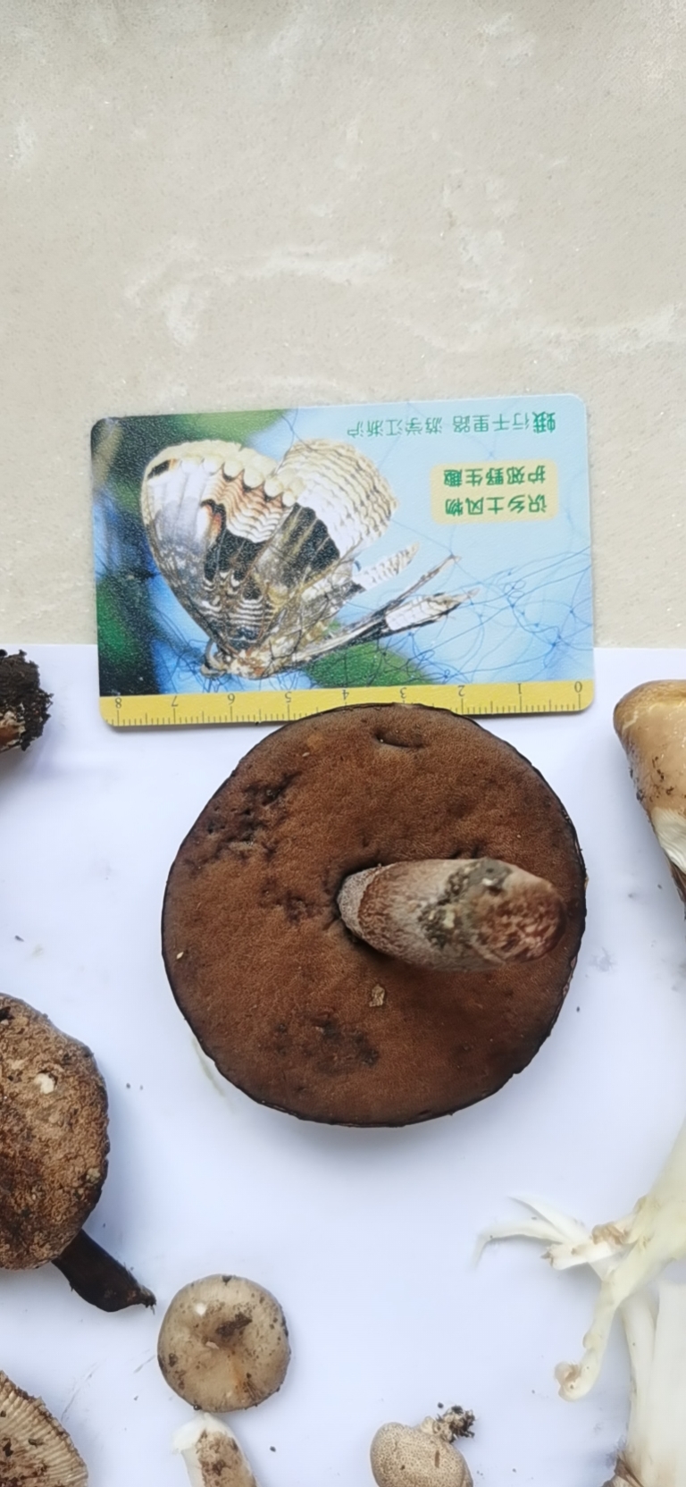 标本图片