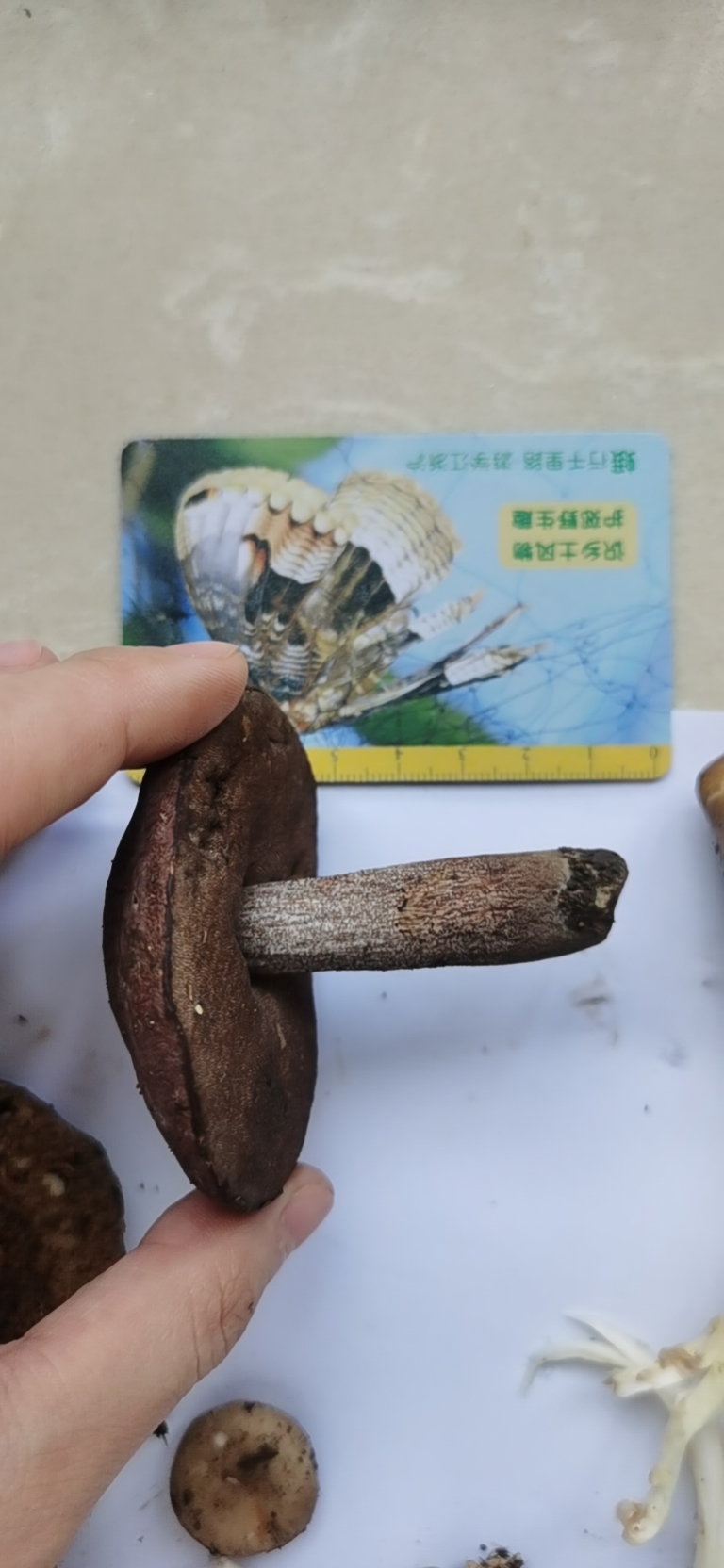 标本图片