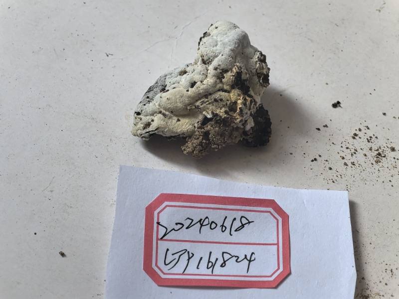 Hypomyces aff. chrysospermus