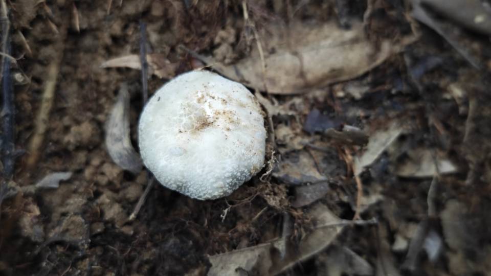 白灰红菇