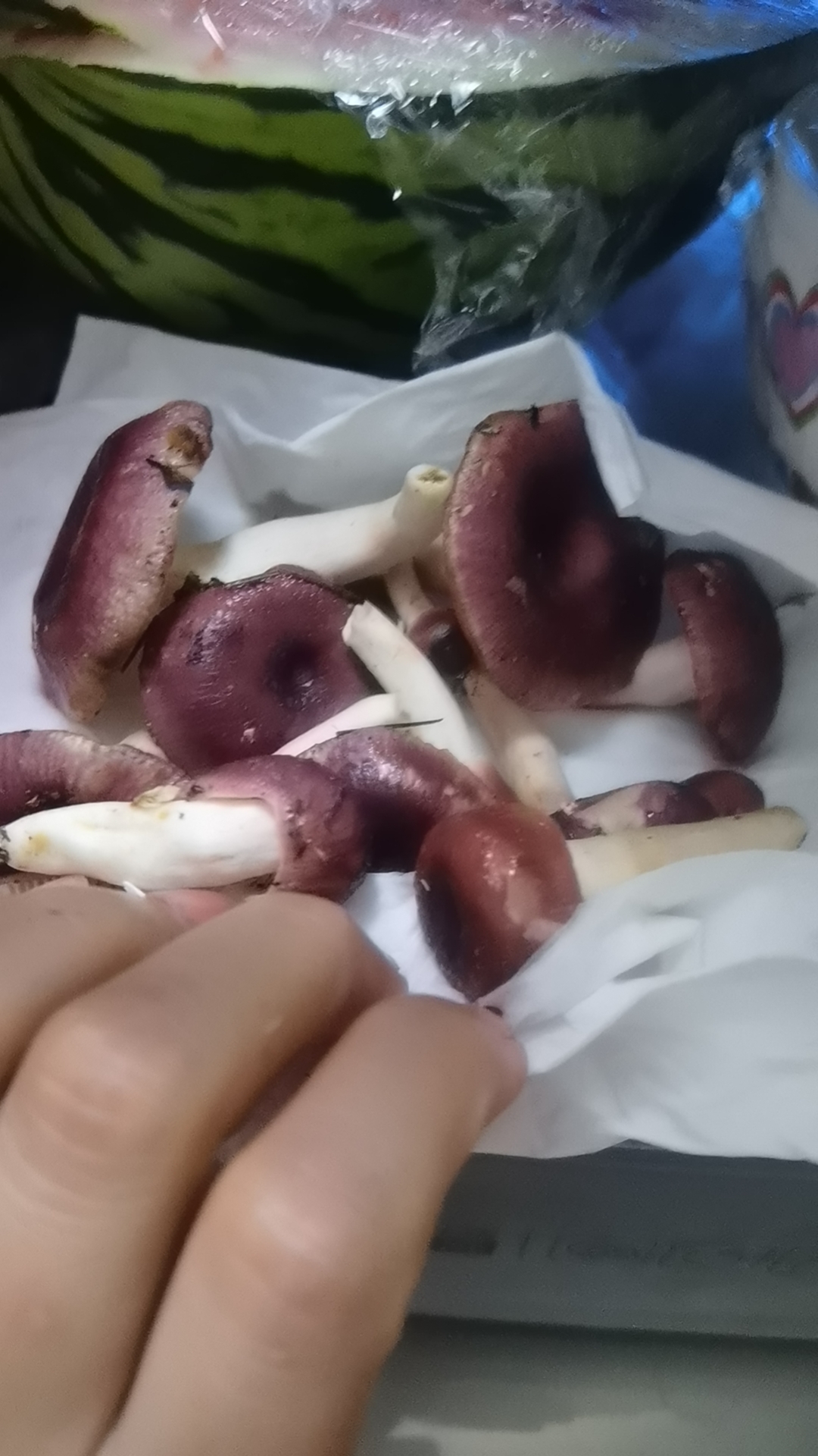 马关红菇