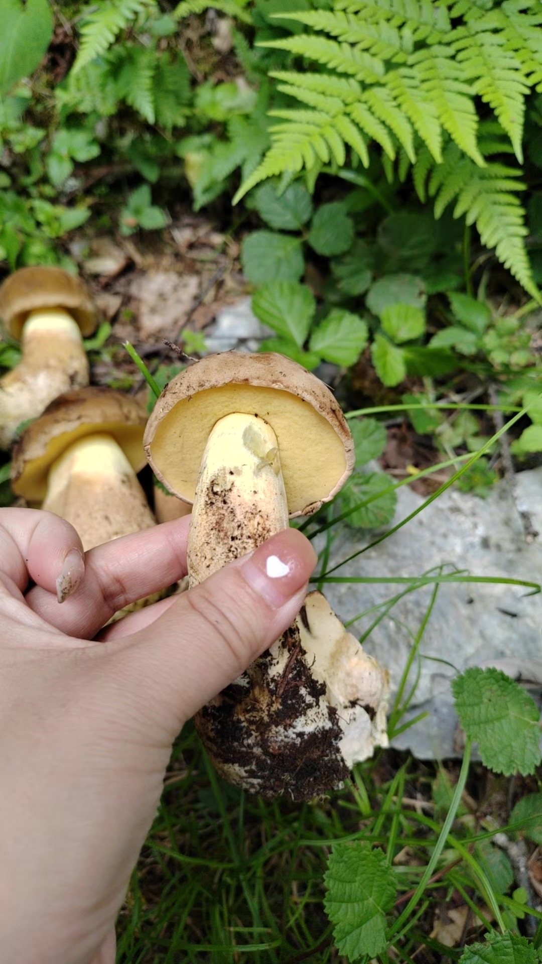 有毒新牛肝菌