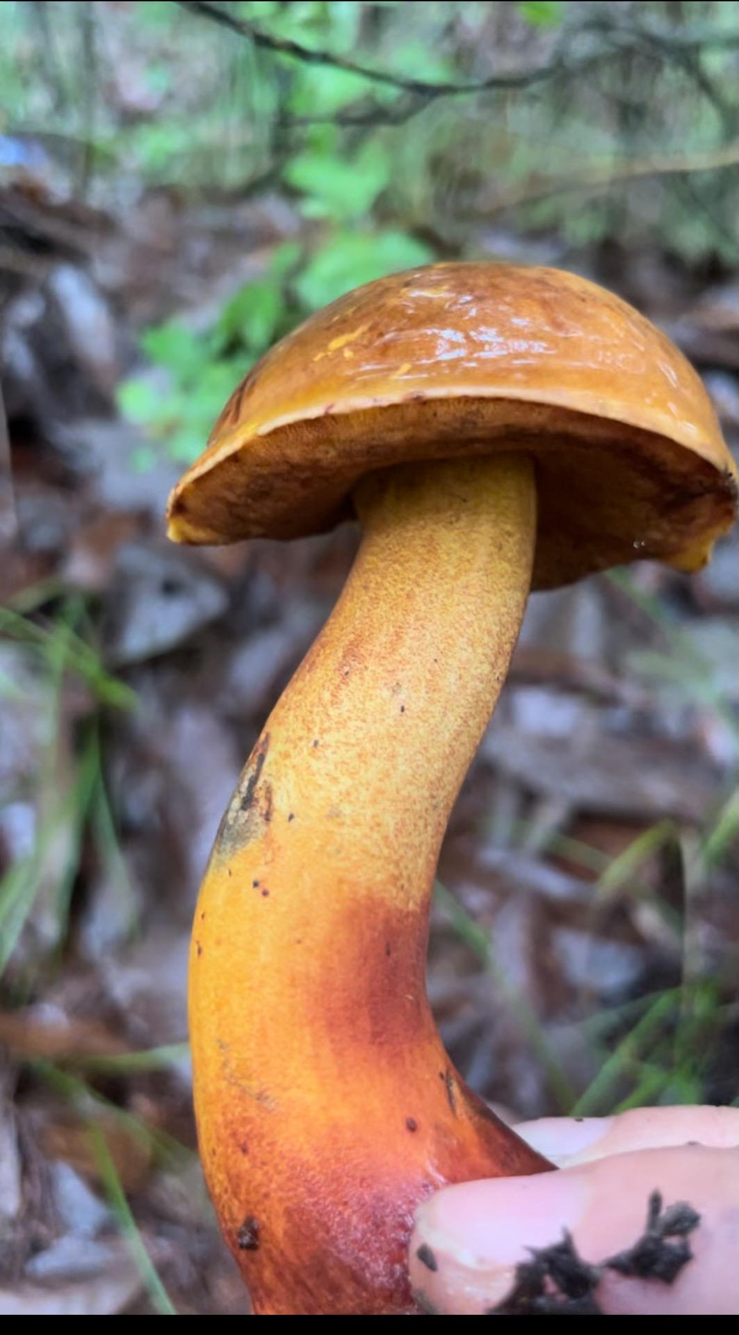 肉桂新牛肝菌