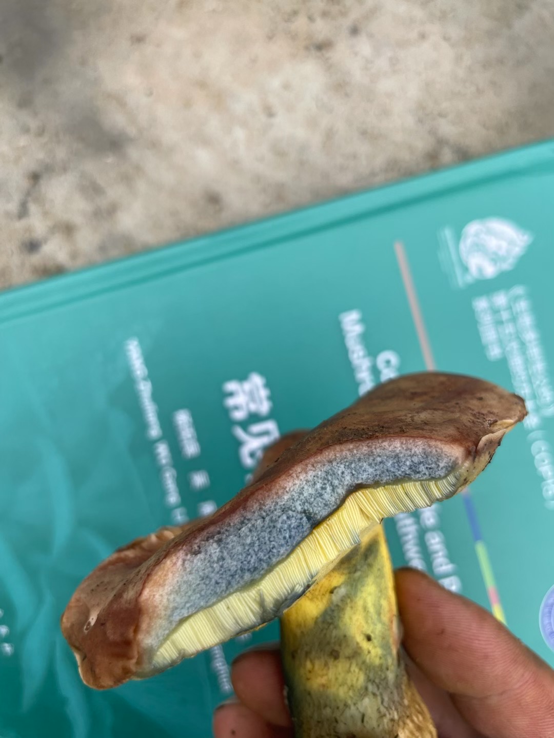 标本图片