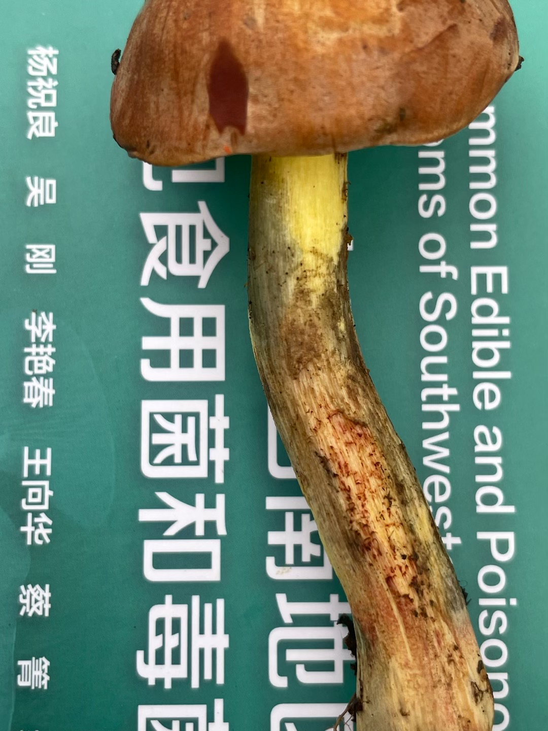 标本图片