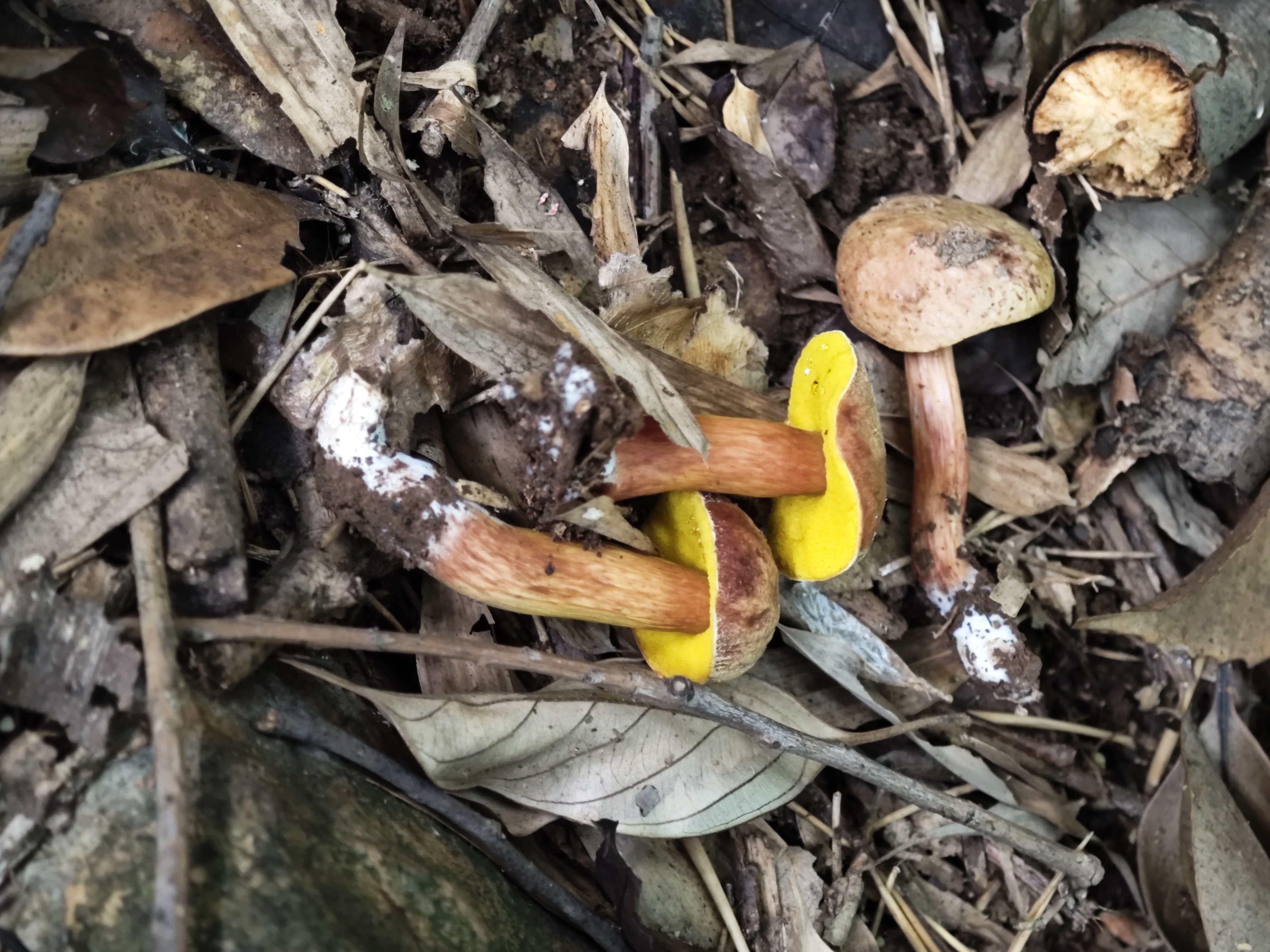 复孔金牛肝菌