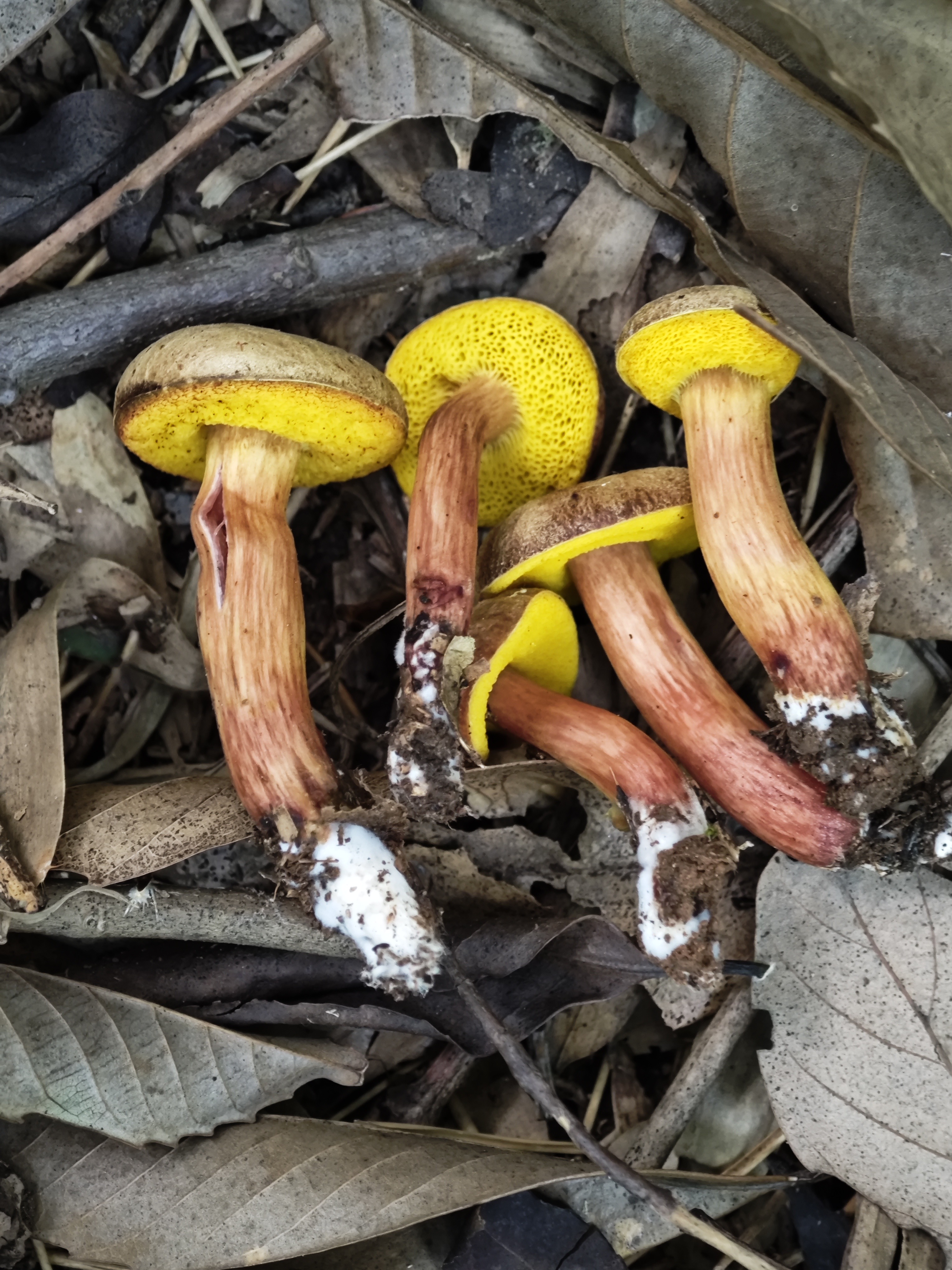复孔金牛肝菌