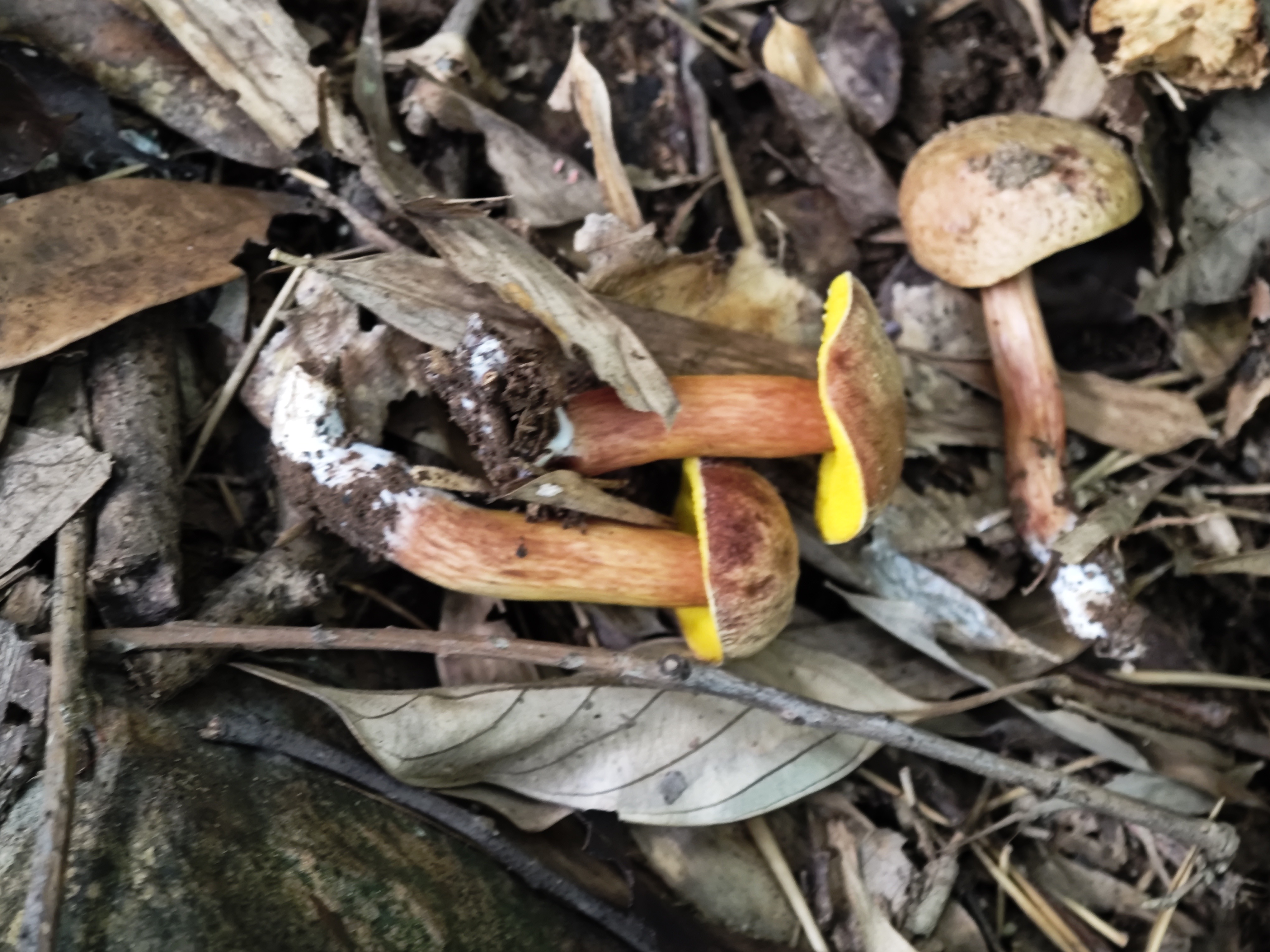 复孔金牛肝菌
