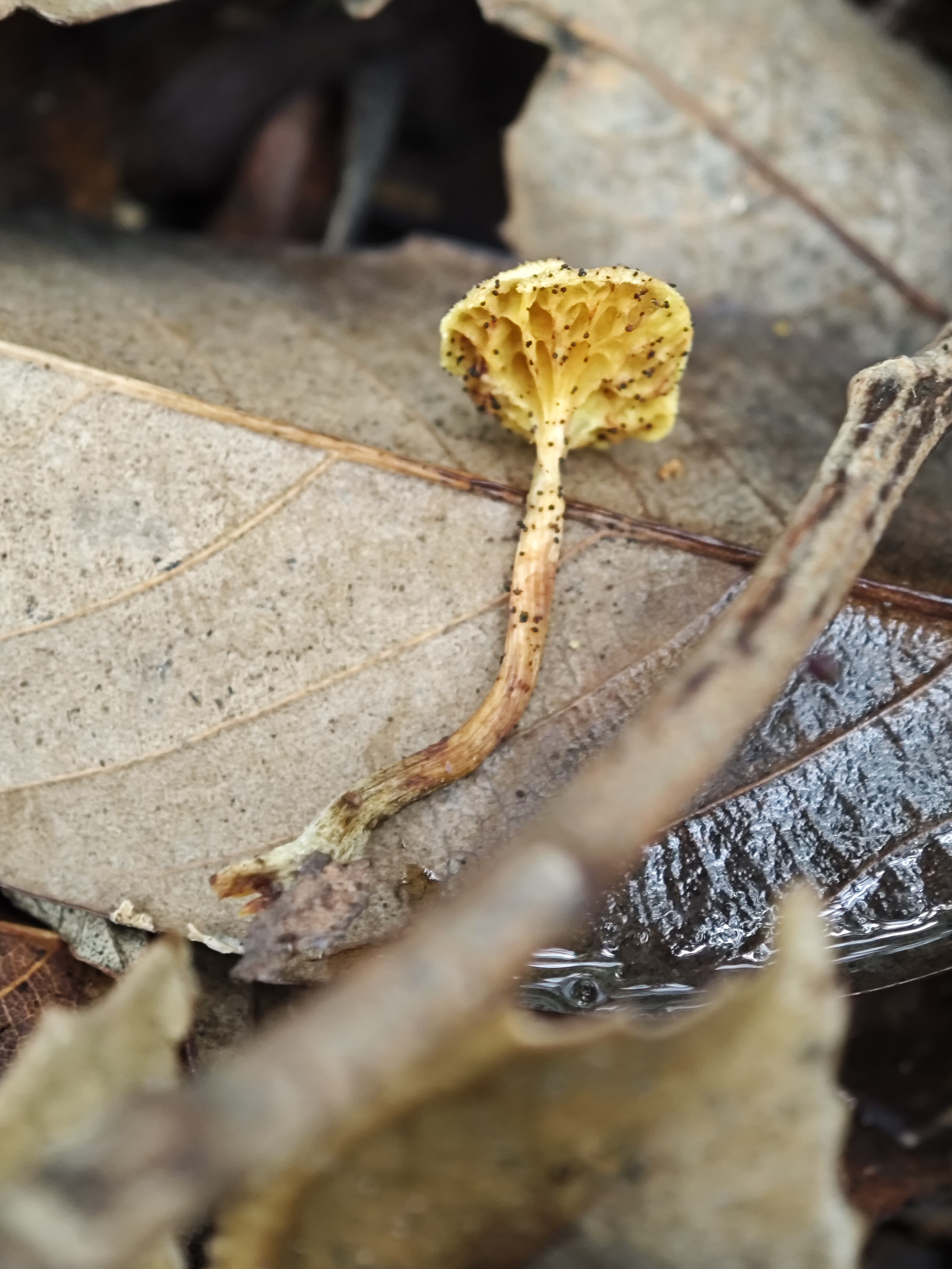 小金牛肝菌