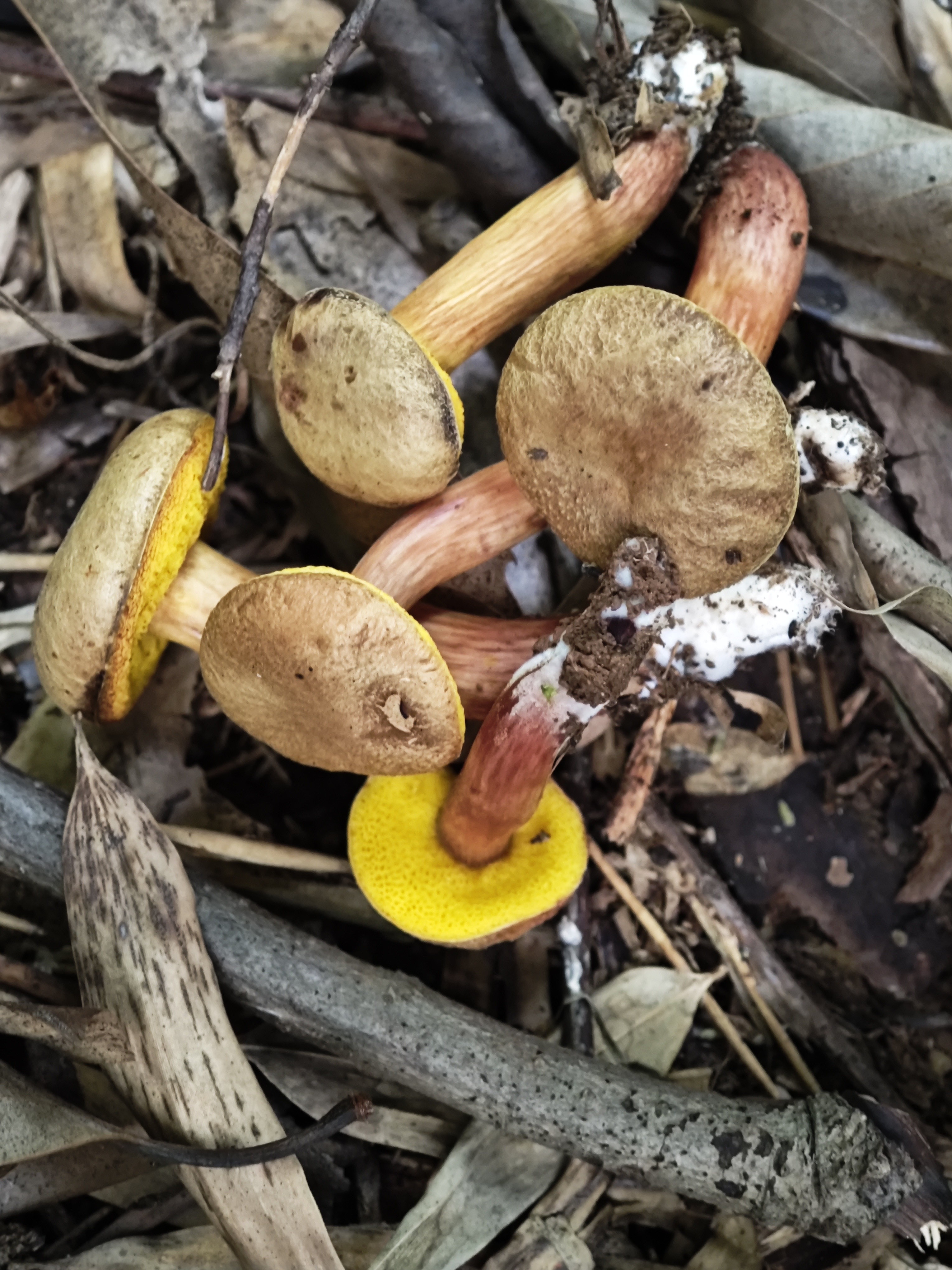 复孔金牛肝菌
