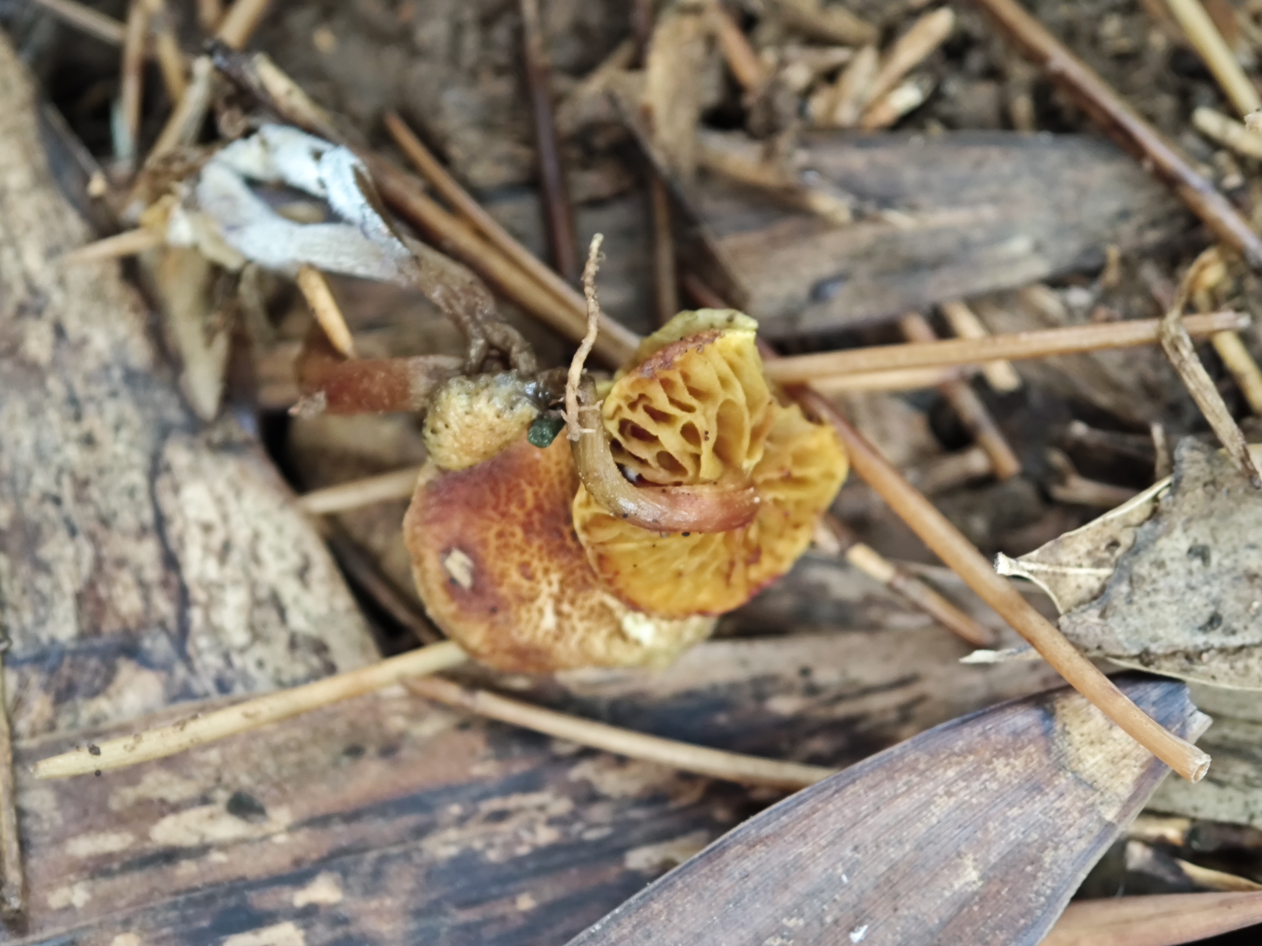小金牛肝菌