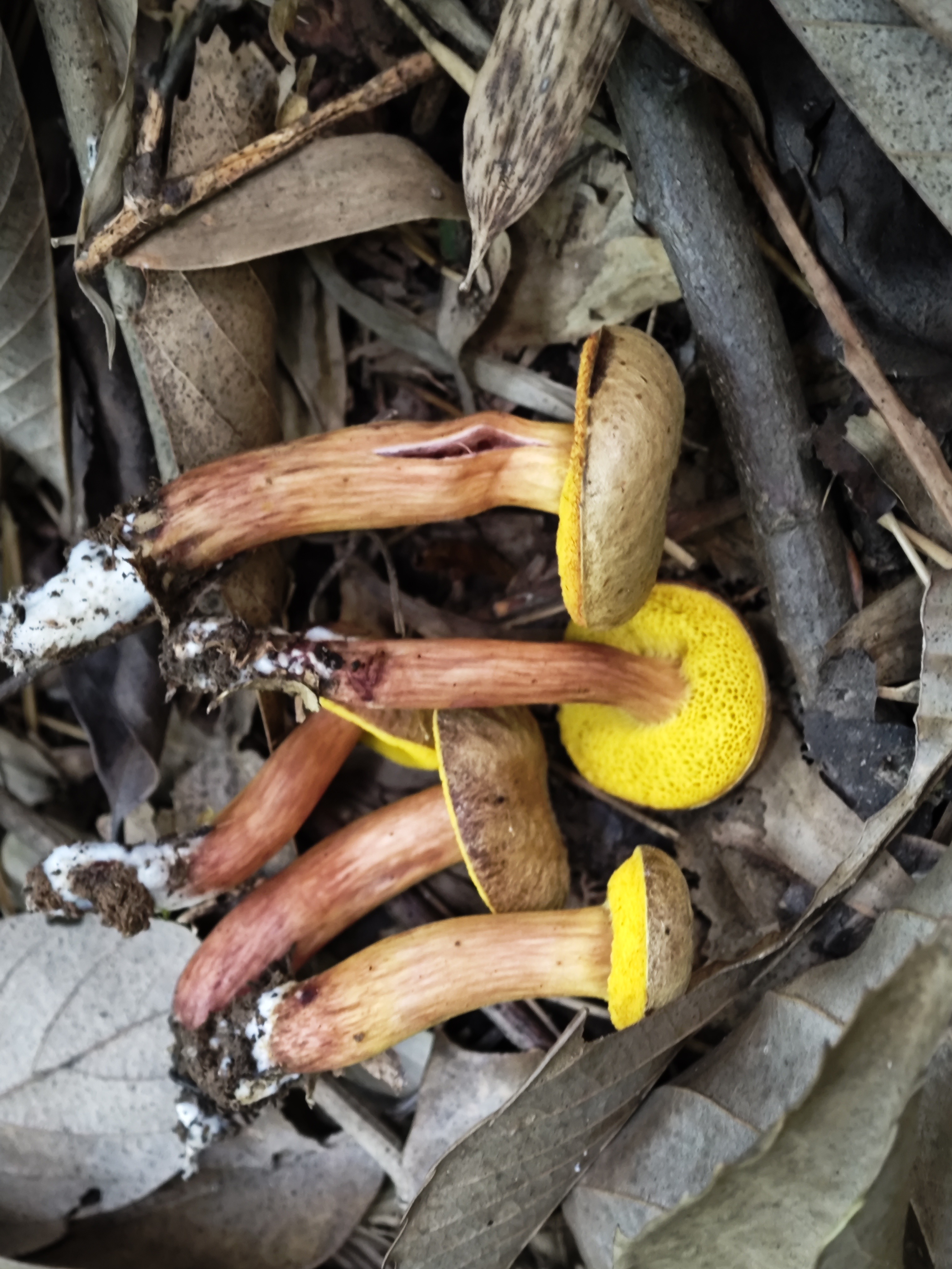 复孔金牛肝菌